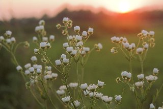 delicati fiorellini al tramonto