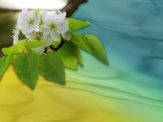 deliziosi fiori bianchi con foglie verdi