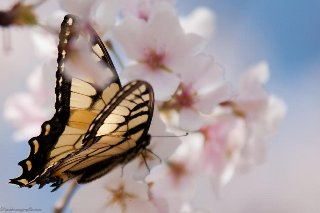 farfalla gialla su fiori bianchi