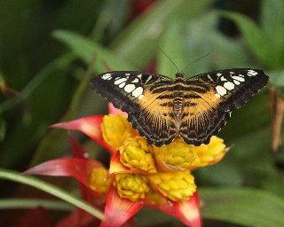 farfalla su bellissimo fiore giallo e rosso