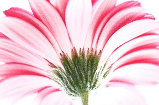 fiore bianco e rosso dal basso