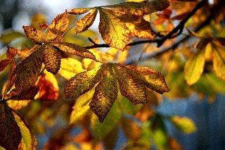 foglie autunnali solleticate dalla luce
