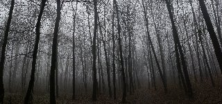 foresta spettrale