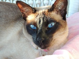 gattina con occhi azzurri