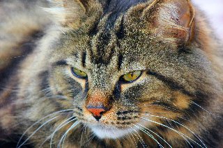 gatto minaccioso