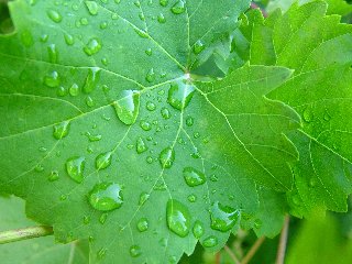 gocce di acqua su foglie verdi