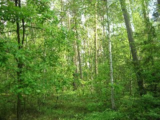 incantevole foresta verdeggiante