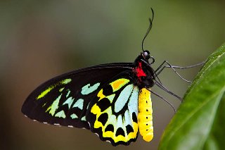 macro farfalla su foglia