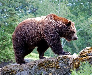 orso nel bosco