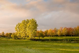 paesaggio naturale con alberi e tanto verde