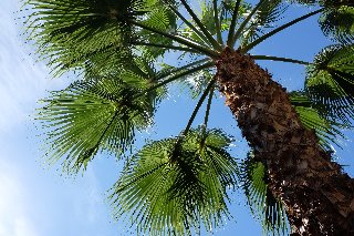 palma dal basso
