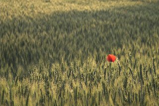 papavero solitario in mezzo all'erba