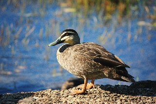 papera al lago