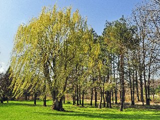 parco con albero con foglie mosse dal vento