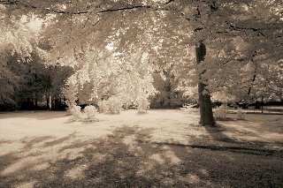 parco seppiato