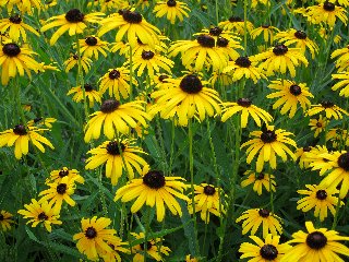 prato con fiori gialli