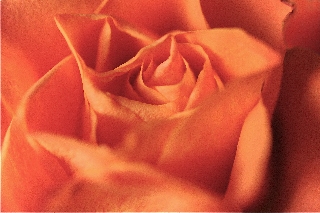 rosa arancione cremosa
