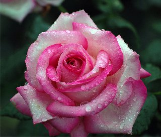 rosa bagnata meravigliosa