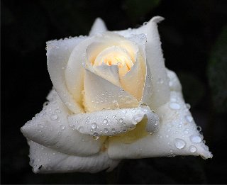 rosa bianca bagnata