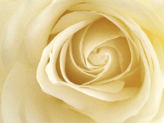 rosa bianca candida macro