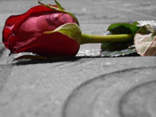 rosa gettata