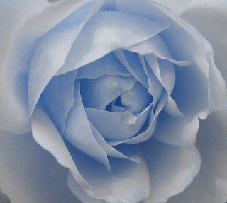 rosa grigio blu