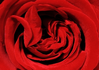 rosa rossa passionale