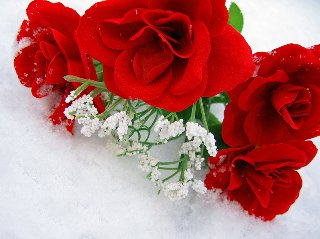 rose rosse e fiorellini