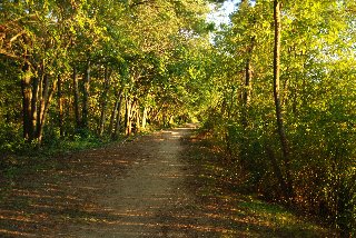 sentiero largo nel bosco