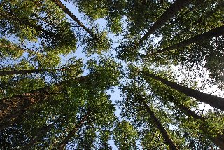 splendidi alberi alti dal basso