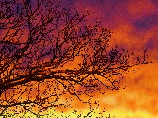 tramonto tra i rami di un albero con cielo rosso e arancione