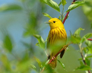 usignolo giallo su rametto