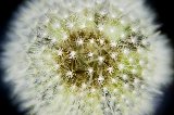 negli sconosciuti e affascinanti meandri del polline