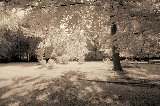 parco seppiato