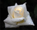 rosa bianca bagnata