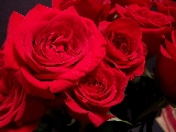 rose rosse bellissime