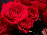 rose rosse bellissime