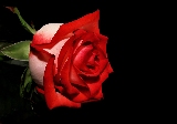 stupenda rosa rossa di profilo